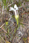 Wiregrass gentian